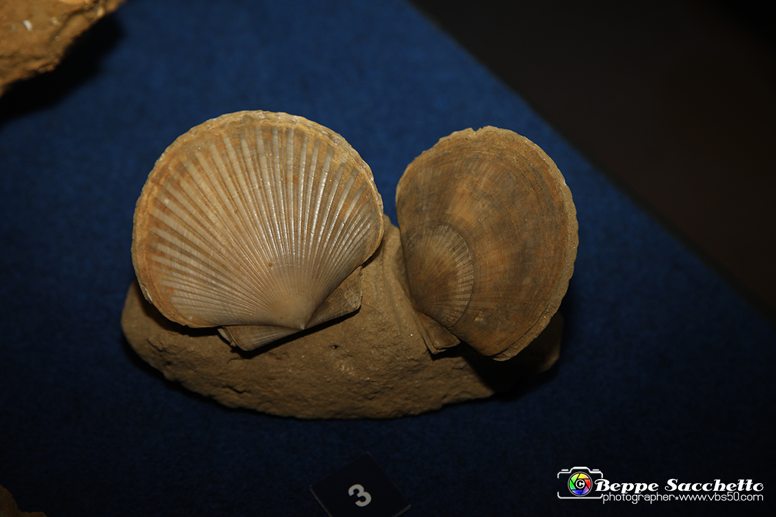 VBS_9547 - Museo Paleontologico - Asti.jpg